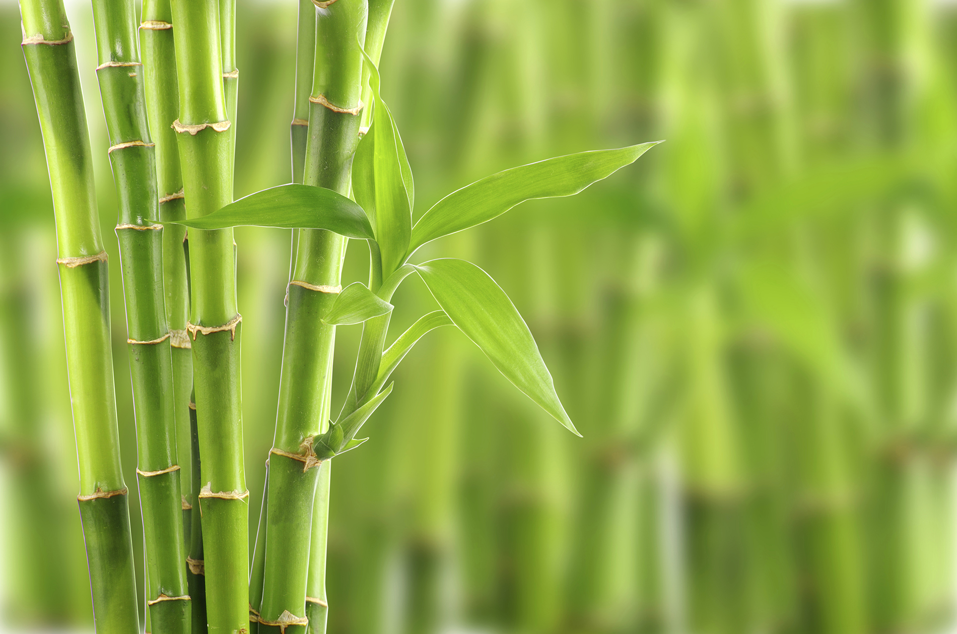 Free Bamboo Images