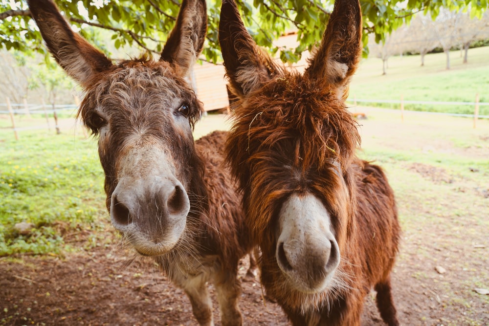 Free Donkey Pictures