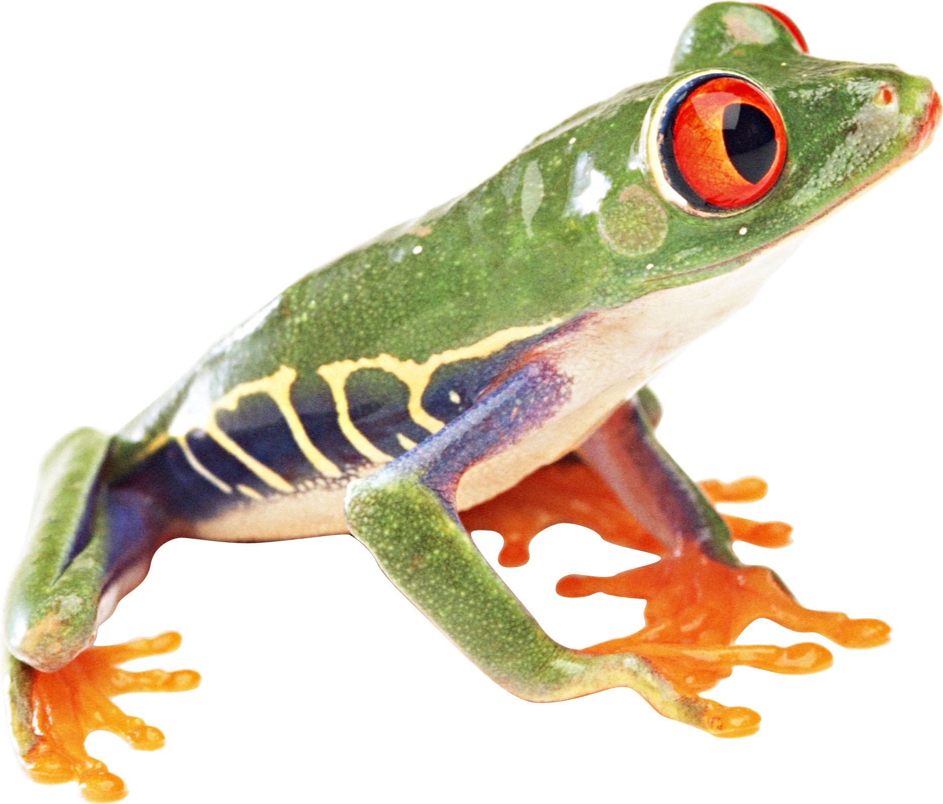 Frog Transparent