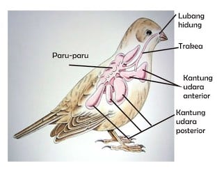 Gambar Alat Pernapasan Burung