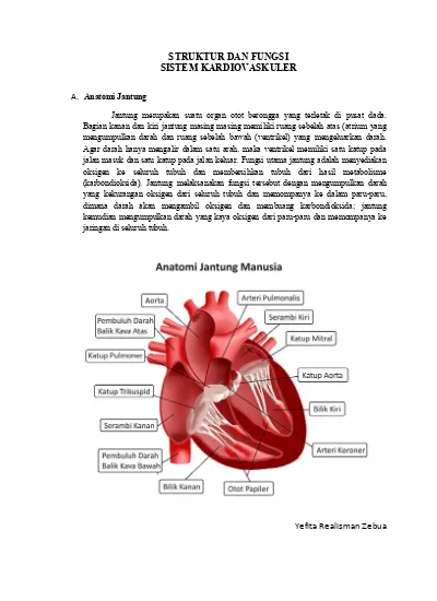 Gambar Anatomi Sistem Kardiovaskuler