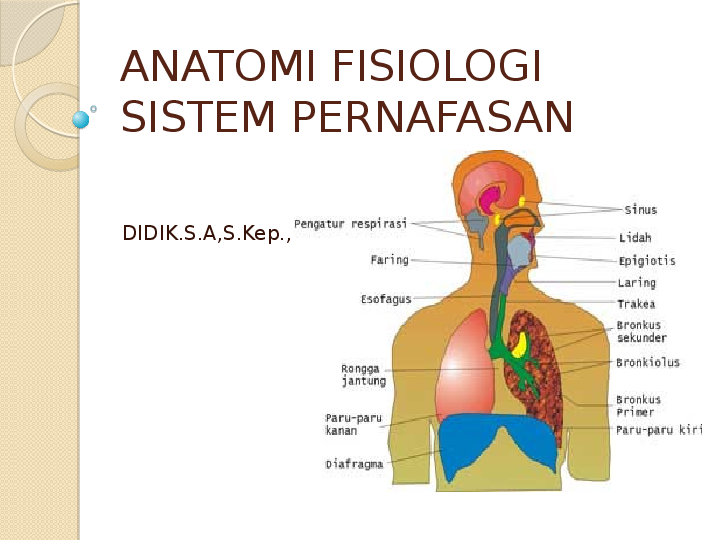 Gambar Anatomi Sistem Respirasi