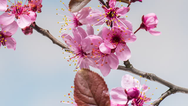 Gambar Animasi Bergerak Bunga Sakura Gugur