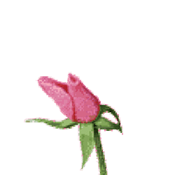 Gambar Animasi Bunga Mawar