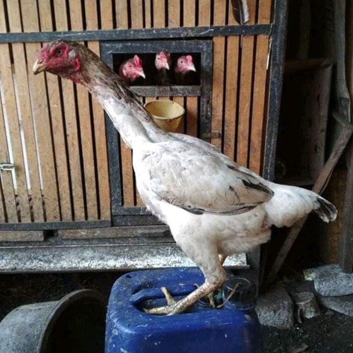 Gambar Ayam Shamo