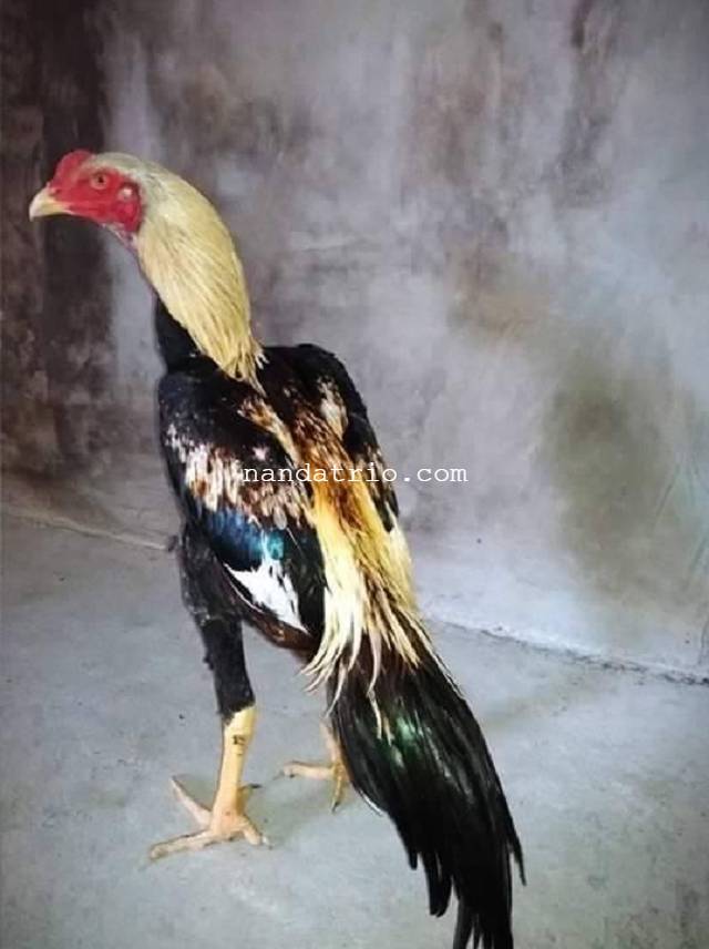 Gambar Ayam Wiring Kuning