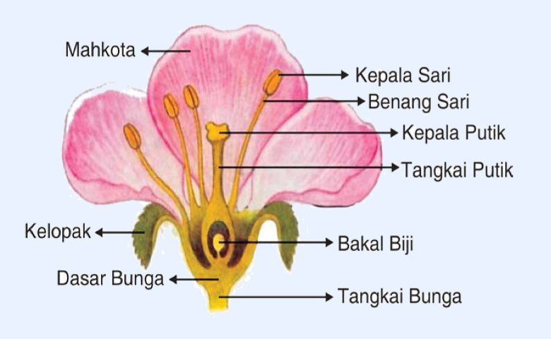 Gambar Bagian Bagian Dari Bunga
