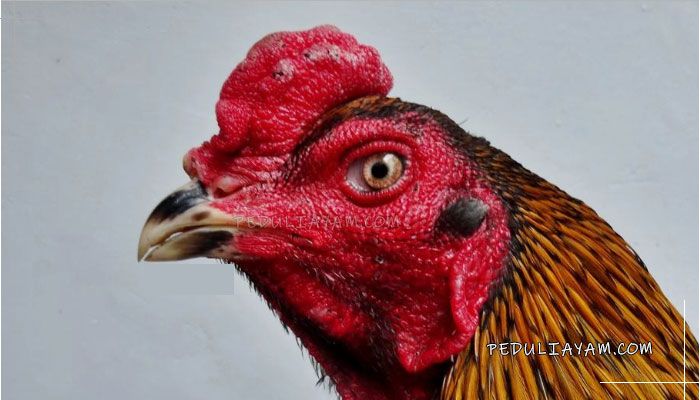 Gambar Bagian Mata Ayam