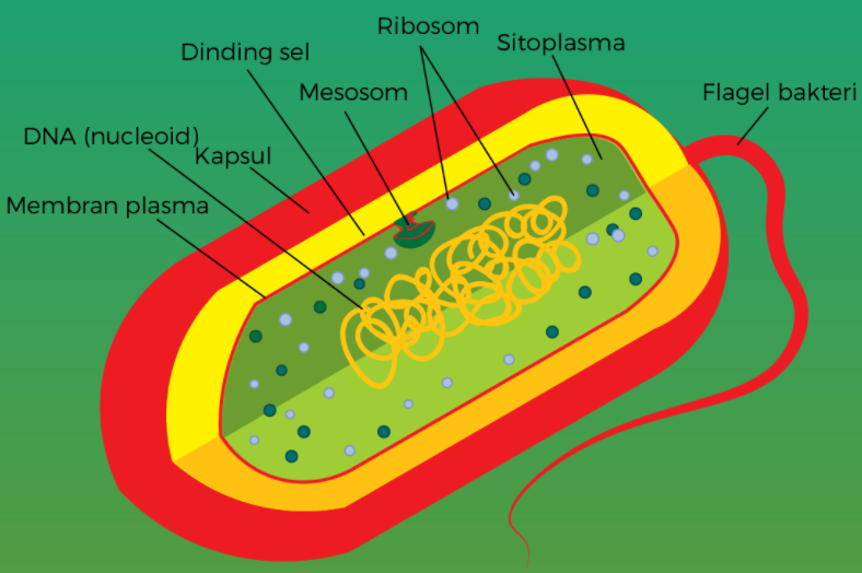Gambar Bakteri Dan Bagian Bagiannya