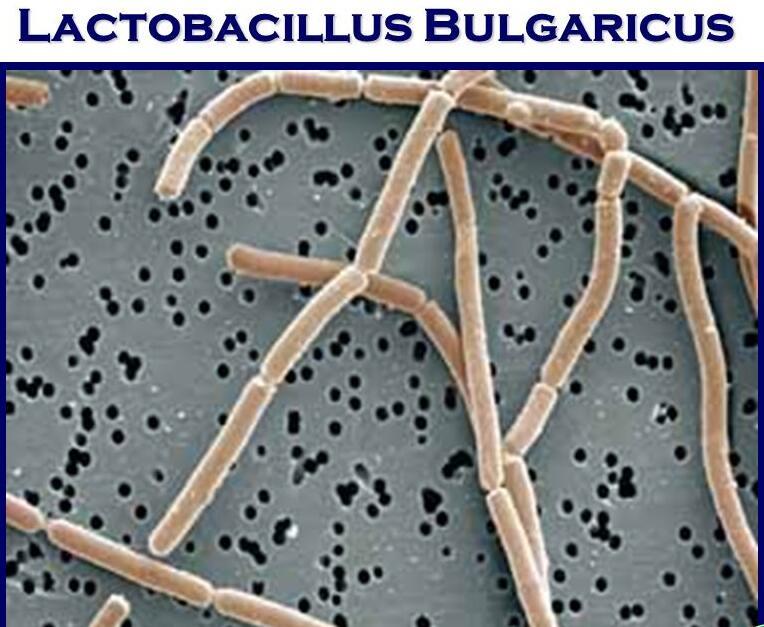 Gambar Bakteri Lactobacillus Bulgaricus