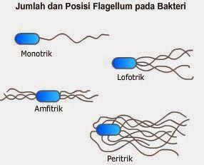 Gambar Bakteri Peritrik