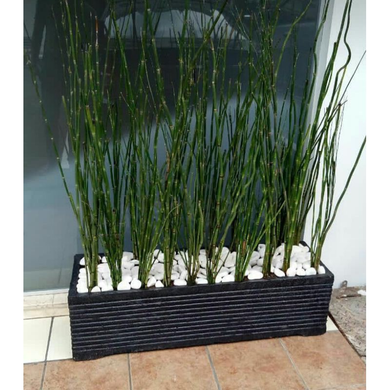 Gambar Bambu Air