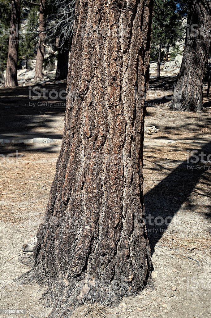Gambar Batang Pohon