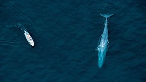 Gambar Blue Whale
