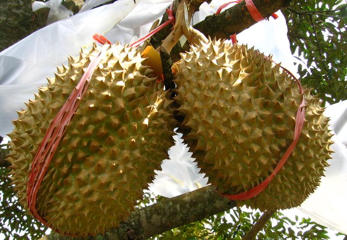 Gambar Buah Durian Montong