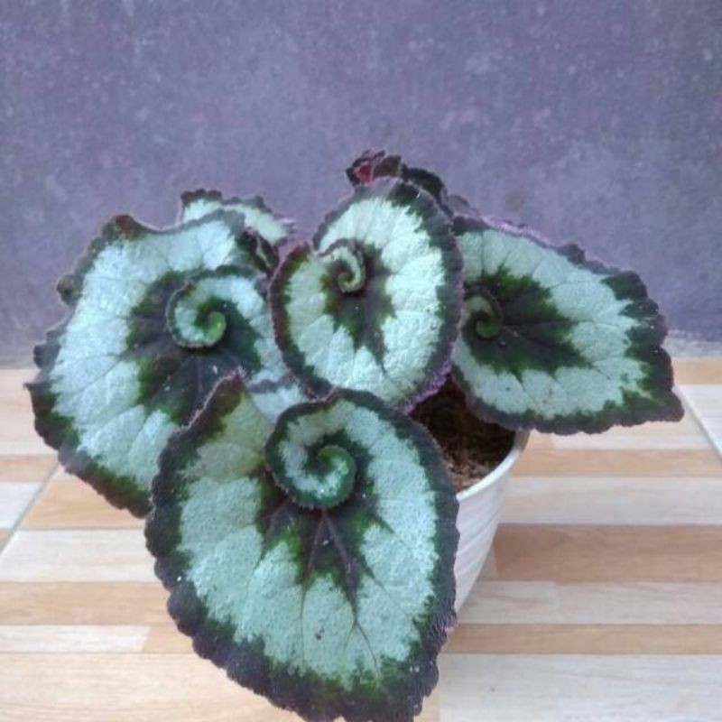 Gambar Bunga Begonia Keong