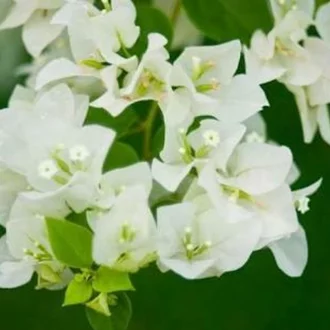 Gambar Bunga Bugenvil Putih