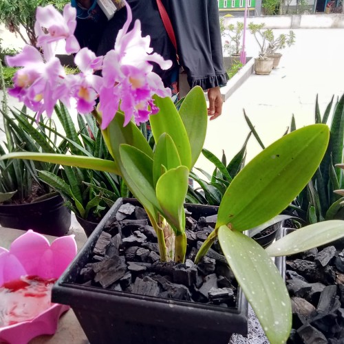 Gambar Bunga Cattleya