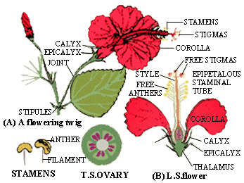 Gambar Bunga Dengan Bagian Bagiannya