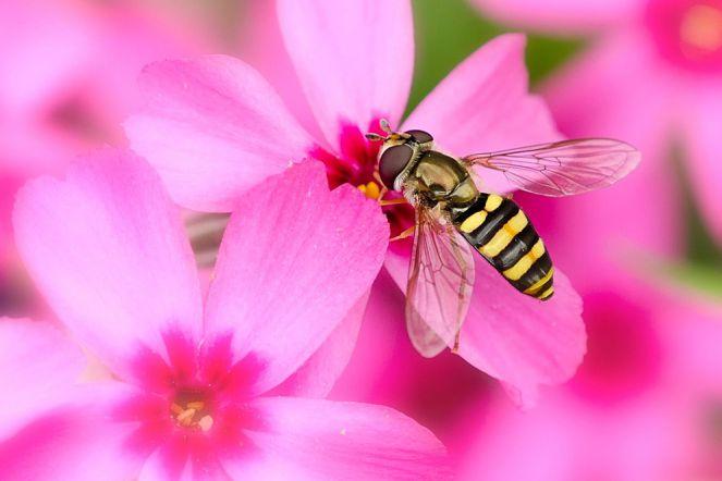 Gambar Bunga Dihinggapi Lebah