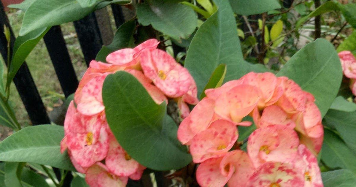 Gambar Bunga Euphorbia Pink