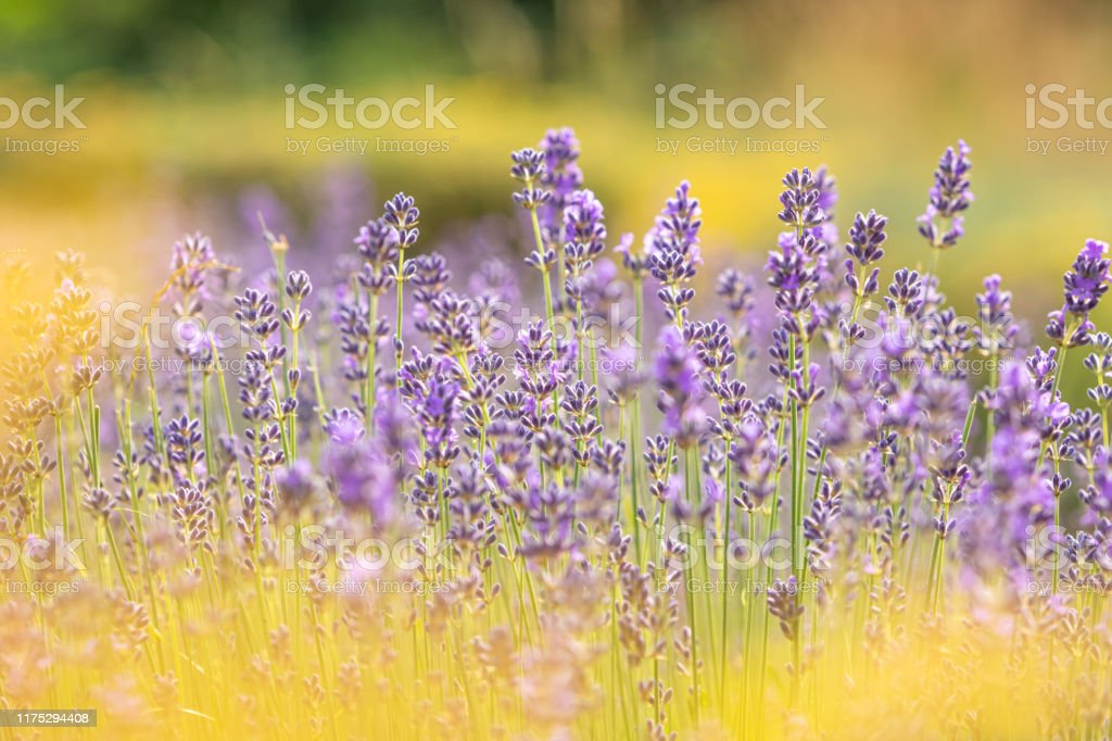 Gambar Bunga Lavender Kuning