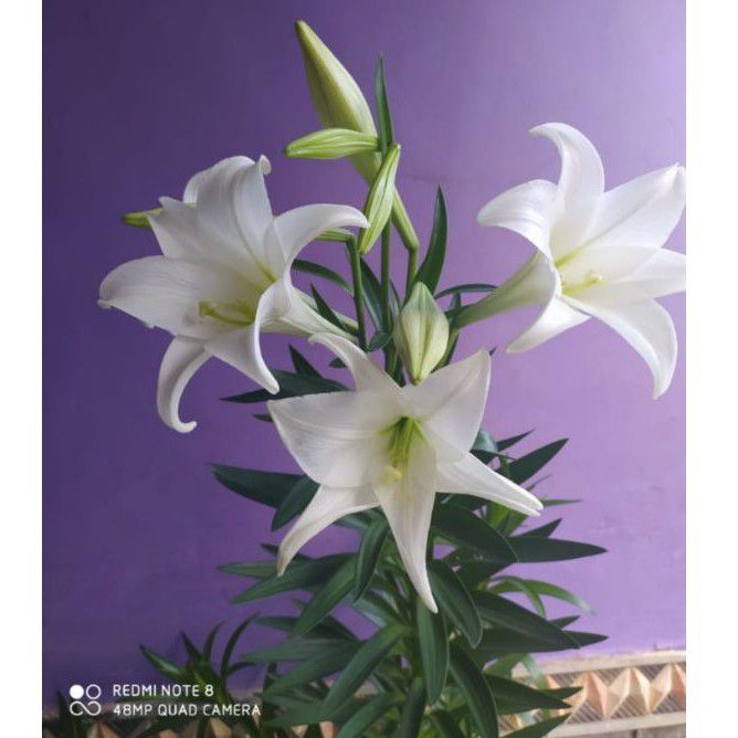 Gambar Bunga Lily Putih
