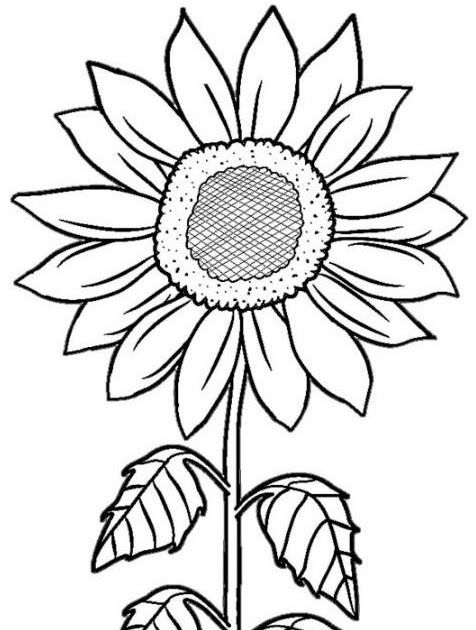Gambar Bunga Matahari Untuk Membuat Kolase