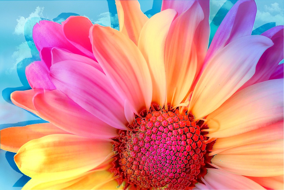 Gambar Bunga Matahari Warna
