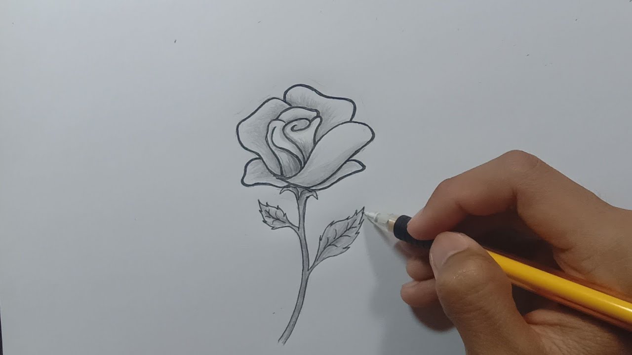 Gambar Bunga Mawar Dengan Mudah