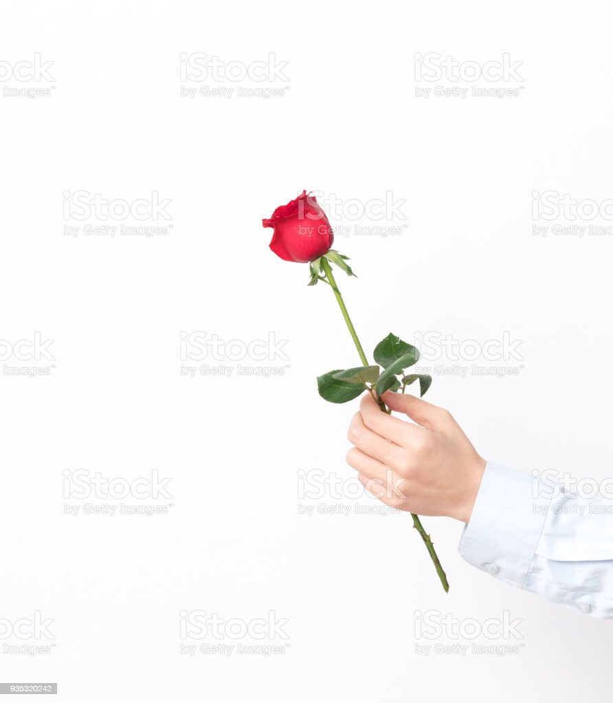 Gambar Bunga Mawar Di Tangan