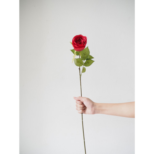 Gambar Bunga Mawar Merah Satu Tangkai
