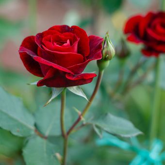 Gambar Bunga Mawar Merah Yang Sangat Cantik