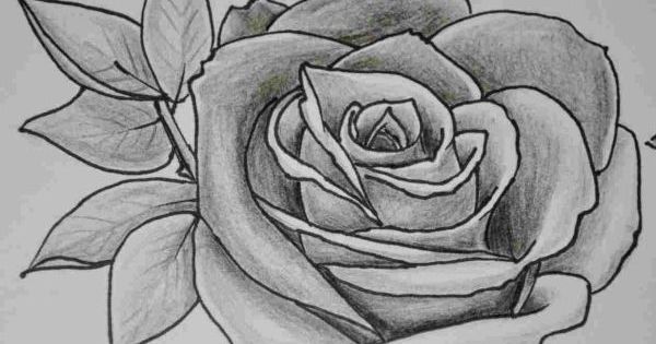 Gambar Bunga Mawar Pensil
