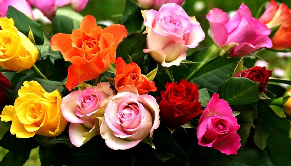 Gambar Bunga Mawar Warna Warni