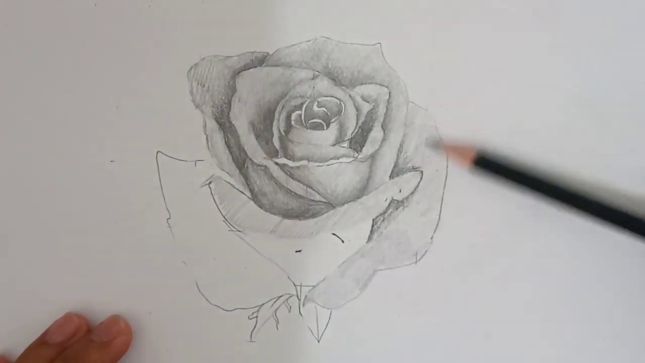 Gambar Bunga Mawar Yang Mudah Digambar