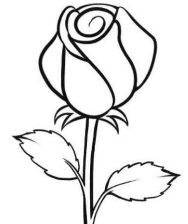 Gambar Bunga Mawar Yg Belum Di Warnai