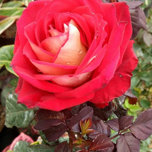 Gambar Bunga Mawar Yg Besar