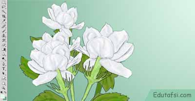 Gambar Bunga Melati Putih Hitam