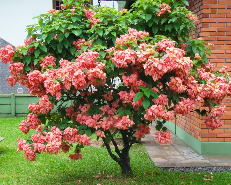 Gambar Bunga Nusa Indah