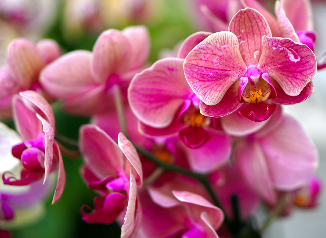 Gambar Bunga Orchid