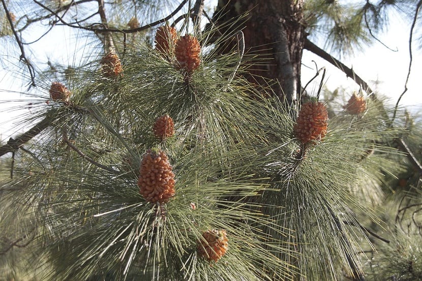 Gambar Bunga Pinus Dan Bagiannya