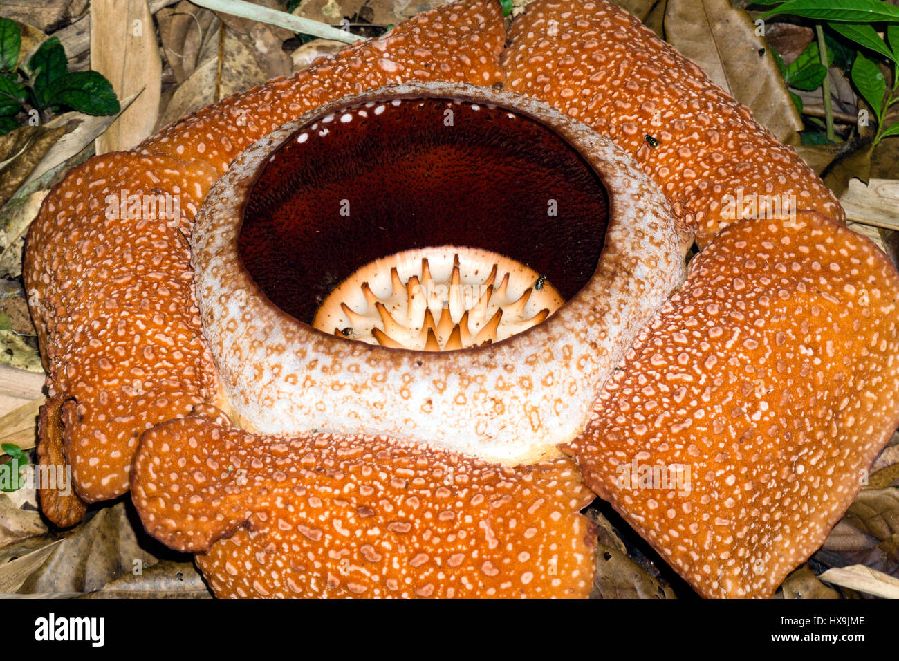 Gambar Bunga Rafflesia Di Sabah