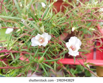 Gambar Bunga Ros Jepun