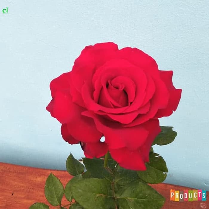 Gambar Bunga Ros Merah