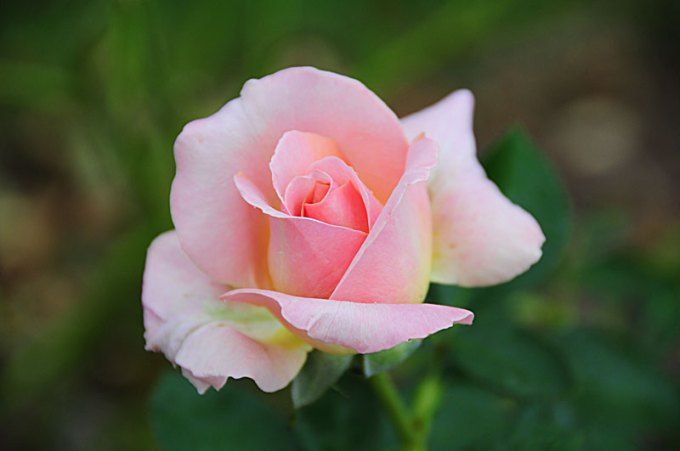 Gambar Bunga Ros Tercantik