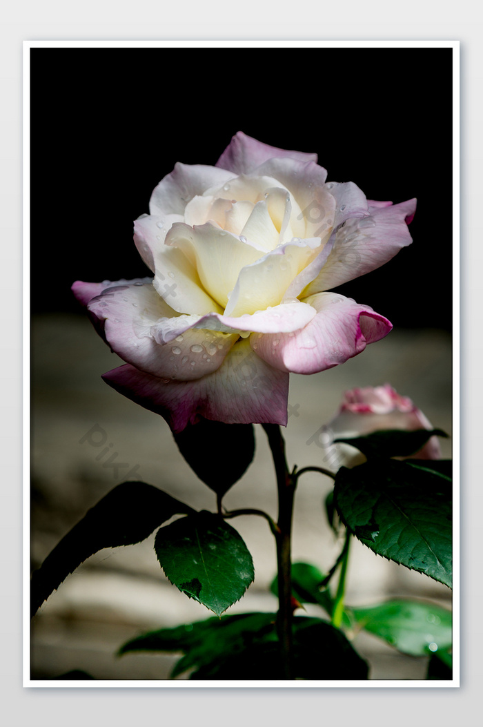Gambar Bunga Ros Yang Indah