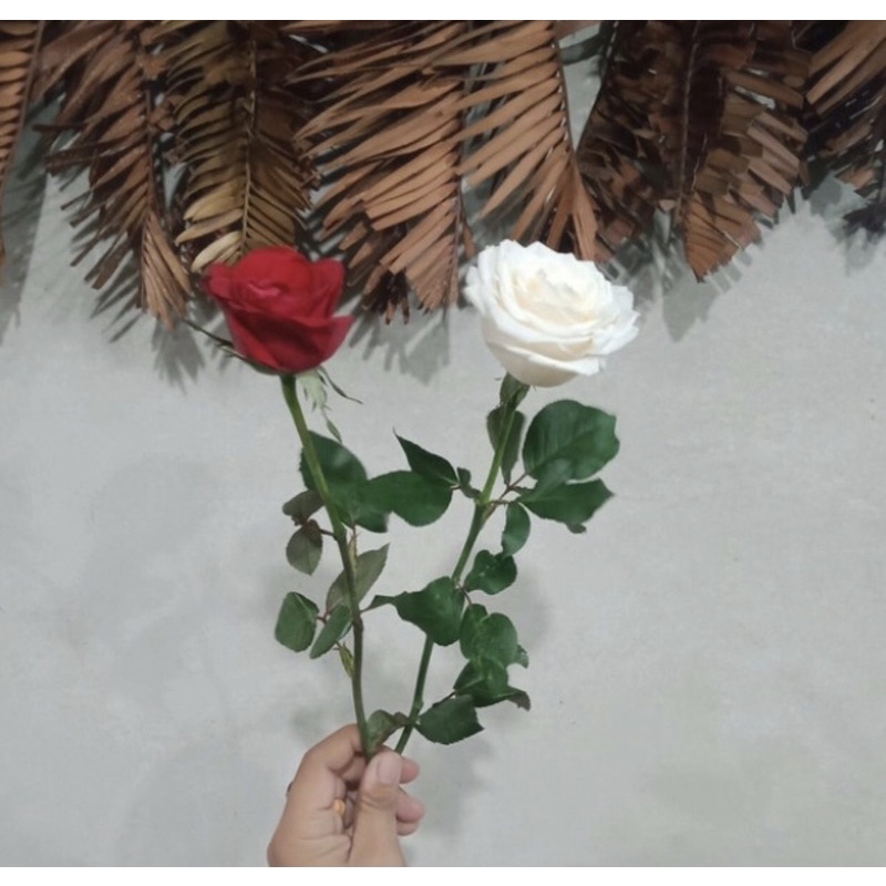 Gambar Bunga Rose Asli
