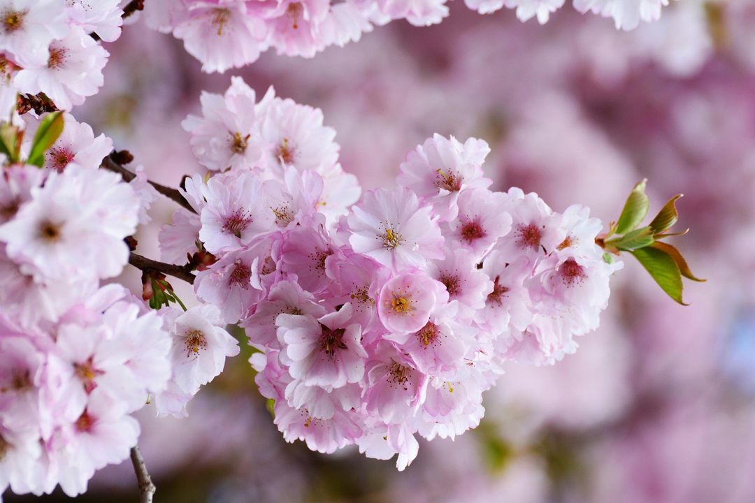 Gambar Bunga Sakura Dan Penjelasan