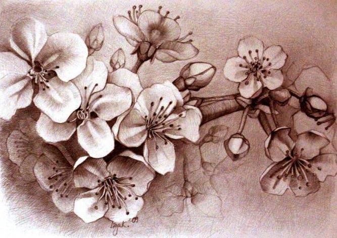 Gambar Bunga Sakura Dengan Pensil